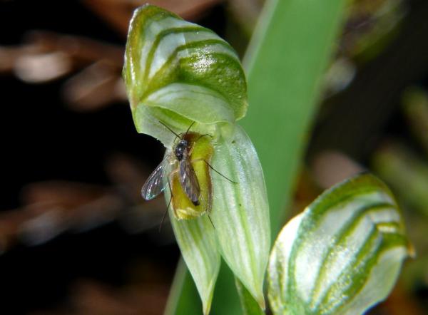 Bunochilus Melgramma - Black Striped Greenhood.jpg